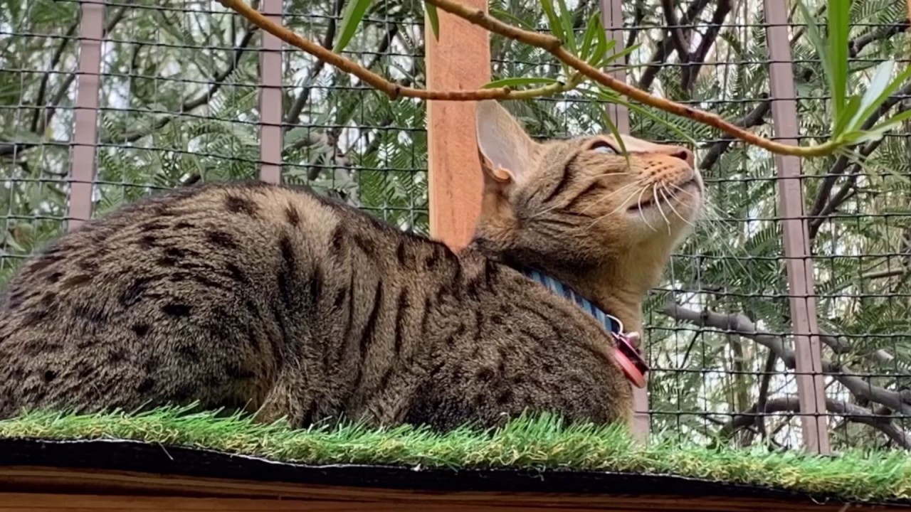 DIY CATIO - STEP BY STEP BUILDING CASTLE FOR TAZZ (NOT A HOW TO)