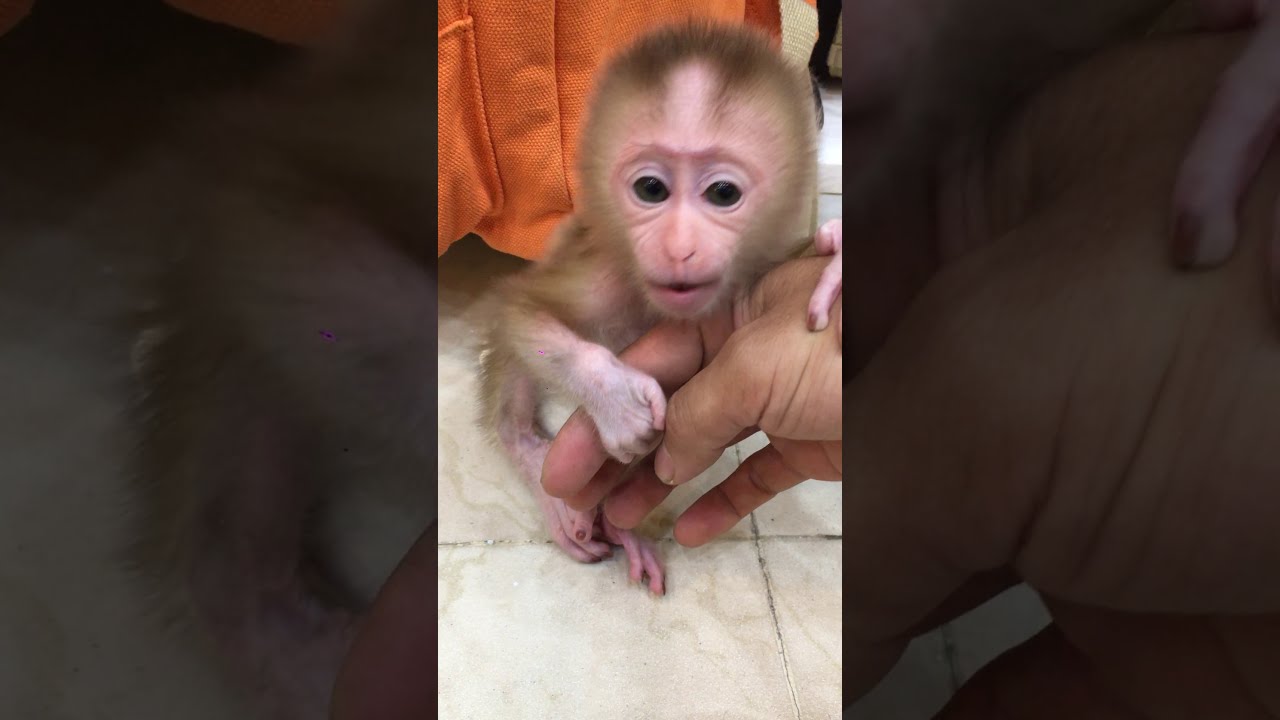 little monkey Mia cried