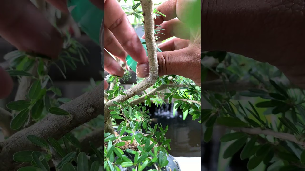 bending technique #tanamahias #bonsaitree #bonsai #gardening