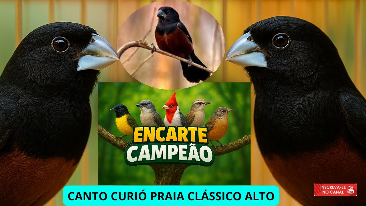 CURIÓ CANTO PRAIA CLÁSSICO ENCARTE SEU CAMPEÃO