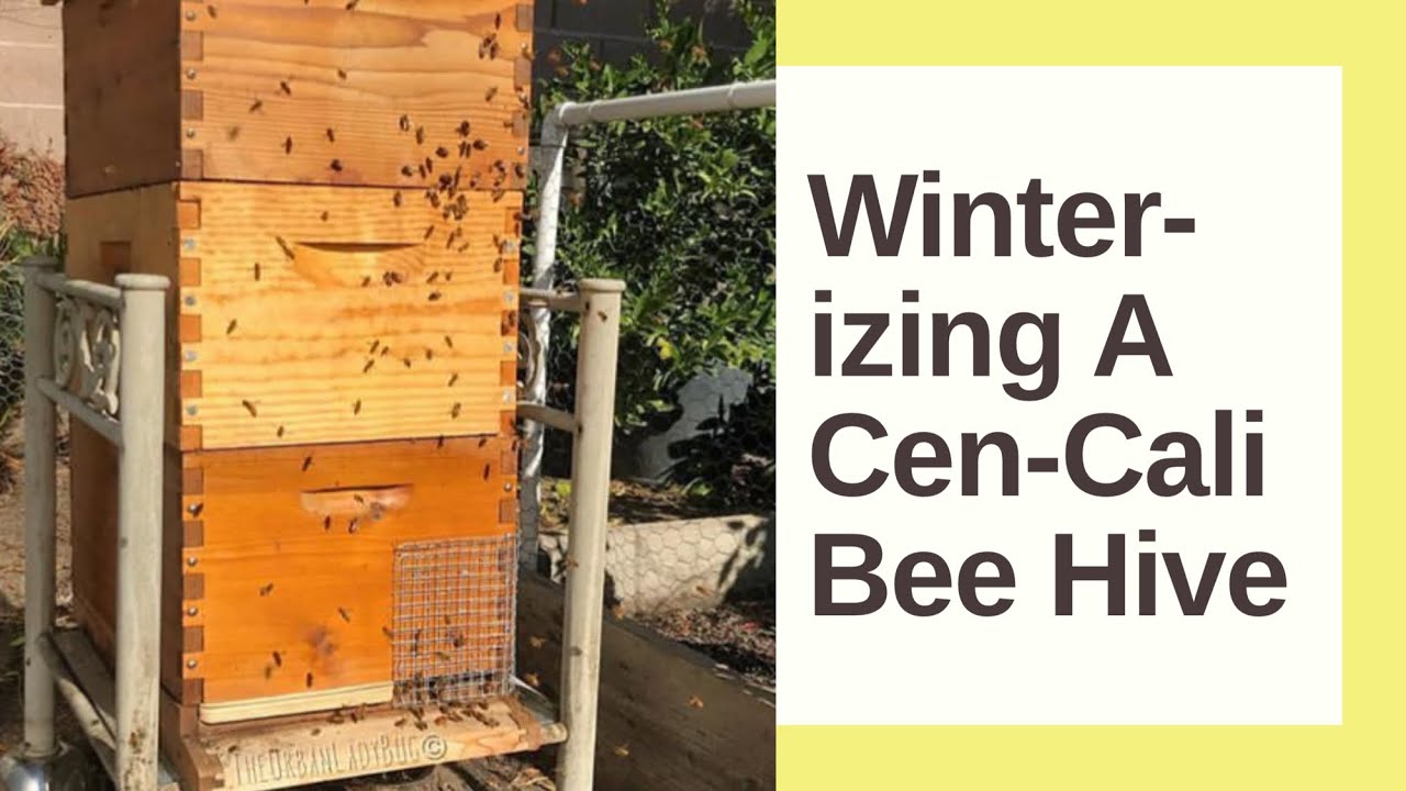 Winterizing Central California Bee Hives | Backyard Beekeeping | The Urban Lady Bug
