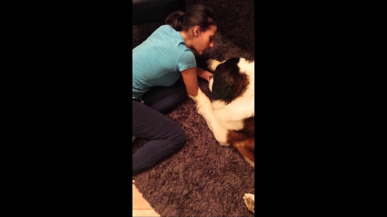 Saint Bernard likes to cuddle