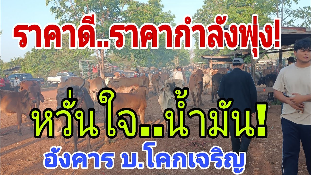 ราคาดี ซื้อขายคล่อง จับตาสถานการณ์น้ำมันจะทำสะดุด ราคาวัว อังคาร 17 มี.ค.69 สนามโคกเจริญ#น้ำมันหมด