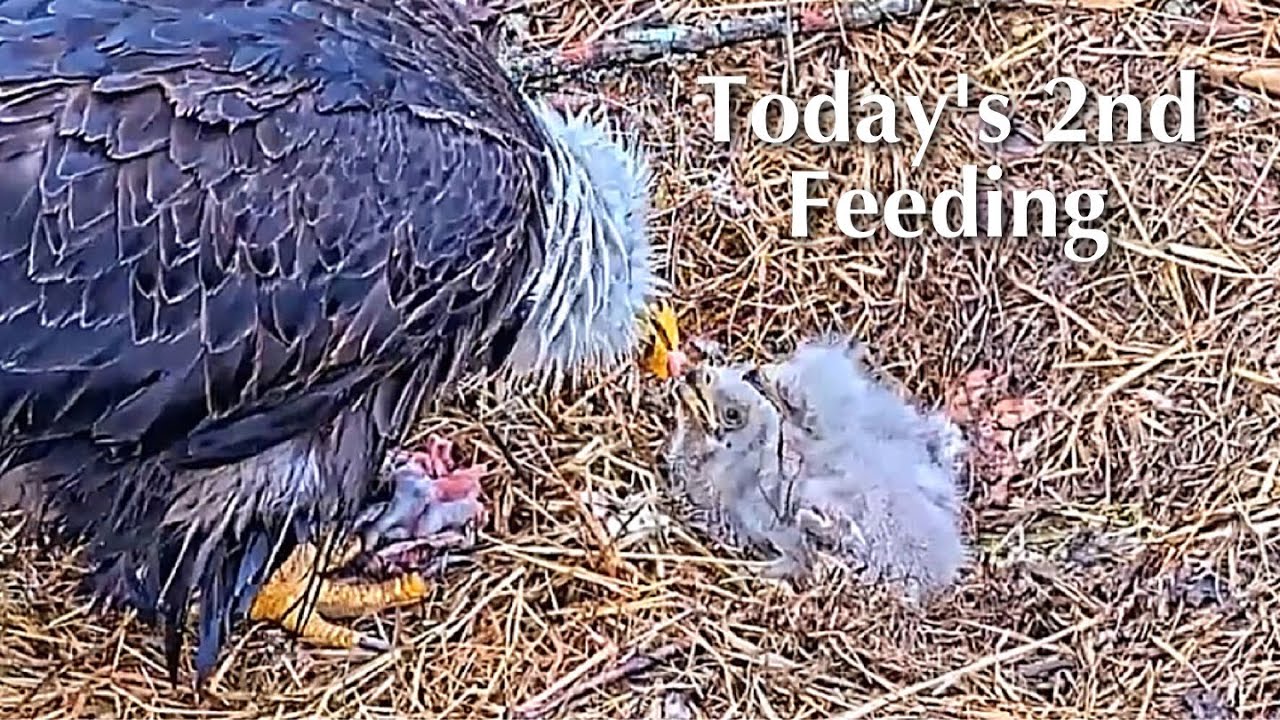 #59🦅BC28🐥7° & BC29🐥5°／Bluff City Bald Eagle Nest 2026／Frances💗Franklin ／ETSU/BTES Eagle Cameras