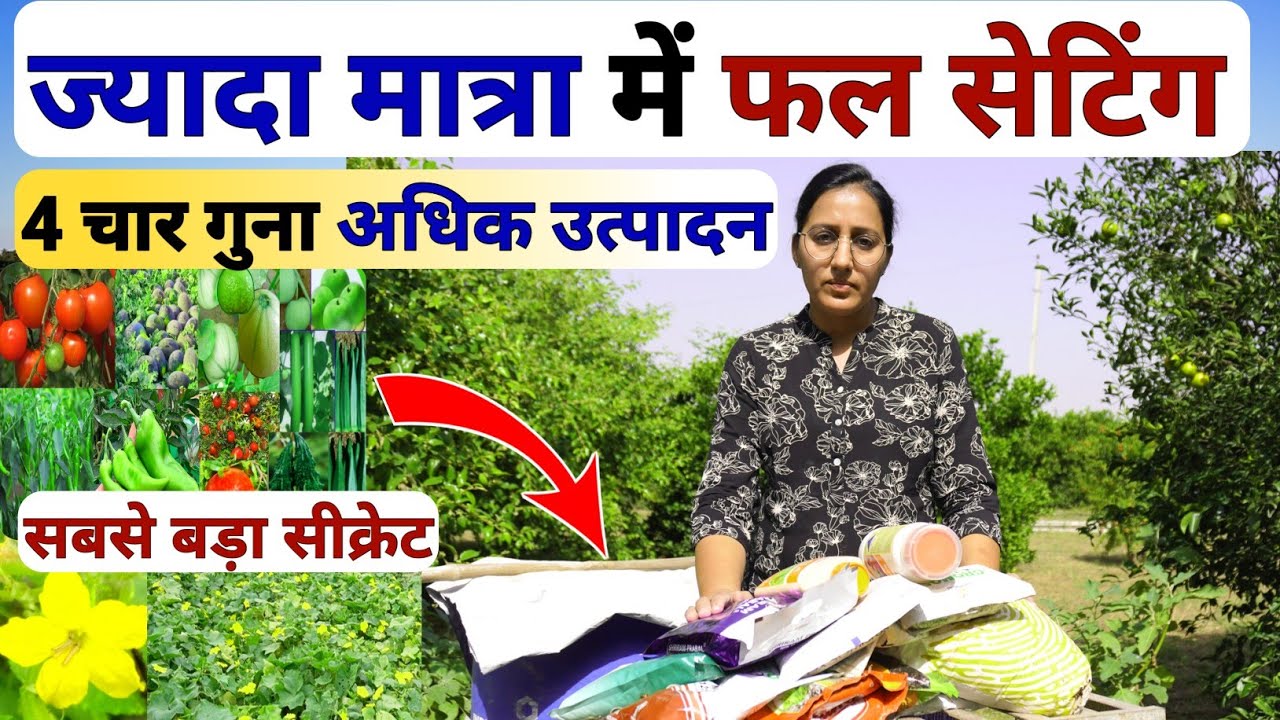 Fruit setting और fruit size बढ़ाने का बेस्ट तरीका | npk fertilizer | calcium nitrate | boron