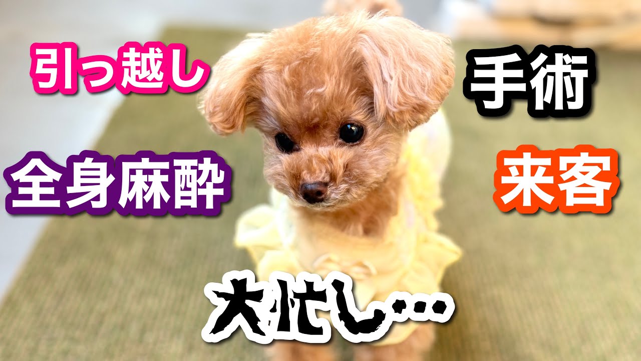 【手術・引っ越し…】諸々お知らせと、元気いっぱいのトリミング！【トイプードルのコロン】