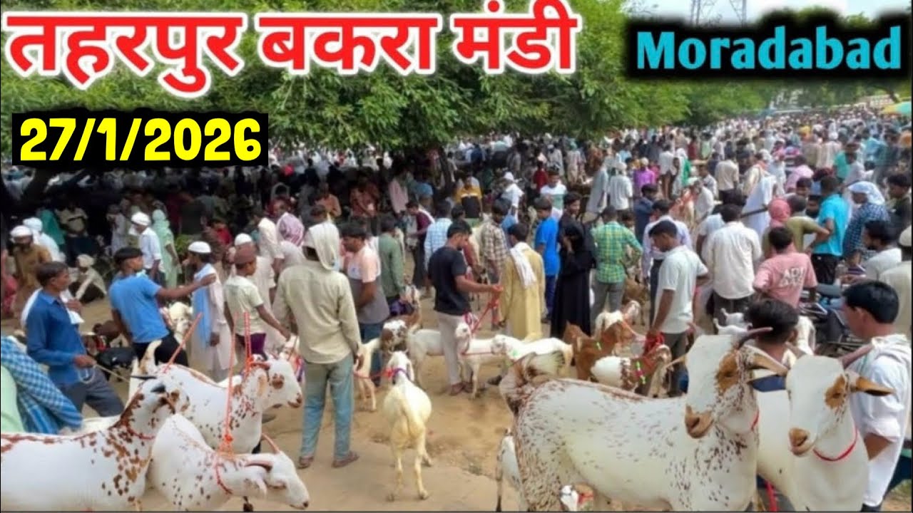 ठंडी में बाज़ार सस्ता रहा | 27/1/2026 Taharpur Bakra Mandi Moradabad UP