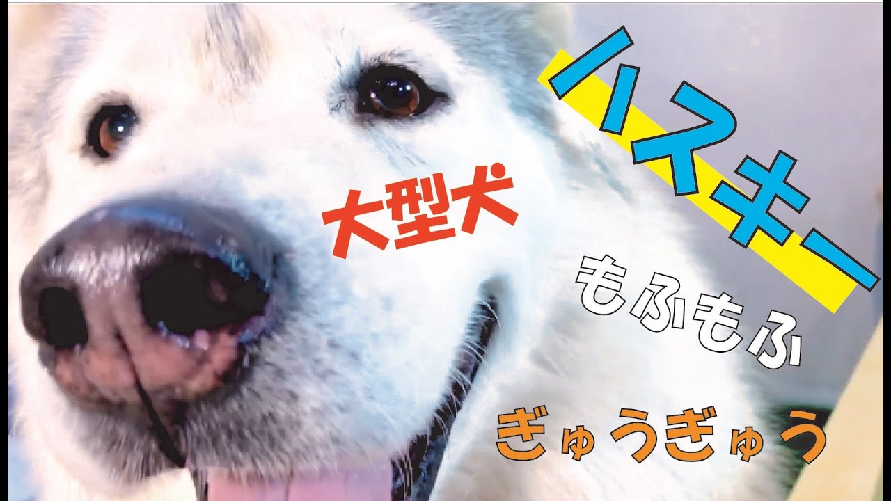 【大型犬】冬仕様でもっふもふ！なハスキーが３頭も！
