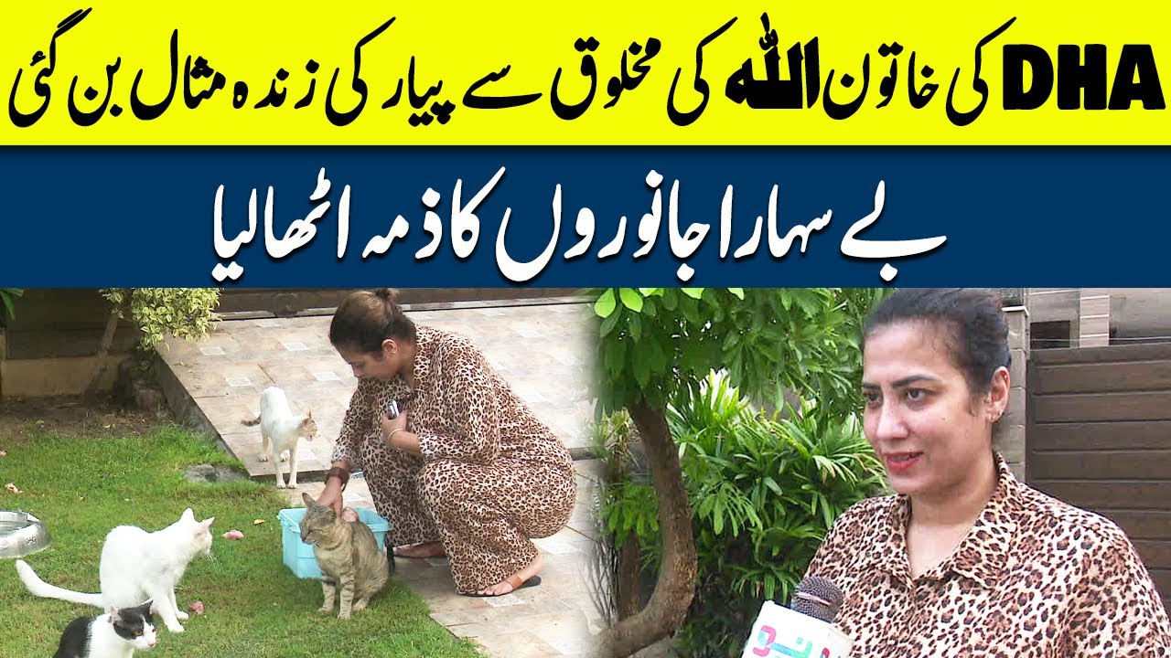 Street Dogs Shelter Home Lahore | Neo News