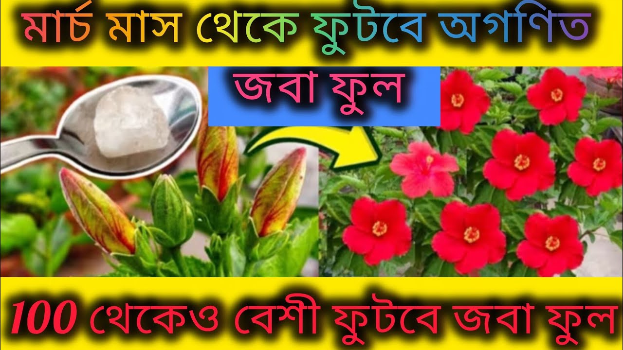 মার্চ মাসে জবা গাছে ফুটবে 100 বেশী ফুল/Hibiscus flower plant care/Homemade fertilizer for hibiscus.