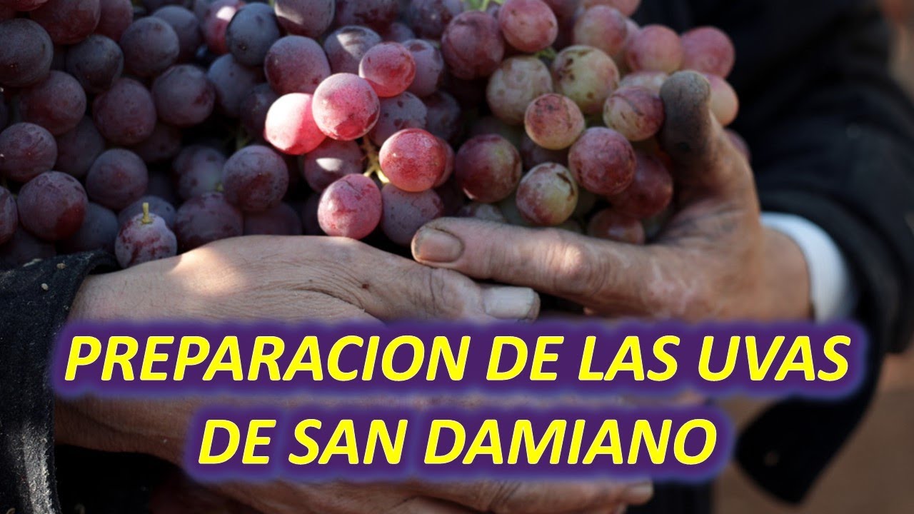 Así se preparan las uvas, dejadas por la Santísima Virgen María para el Final de Los Tiempos