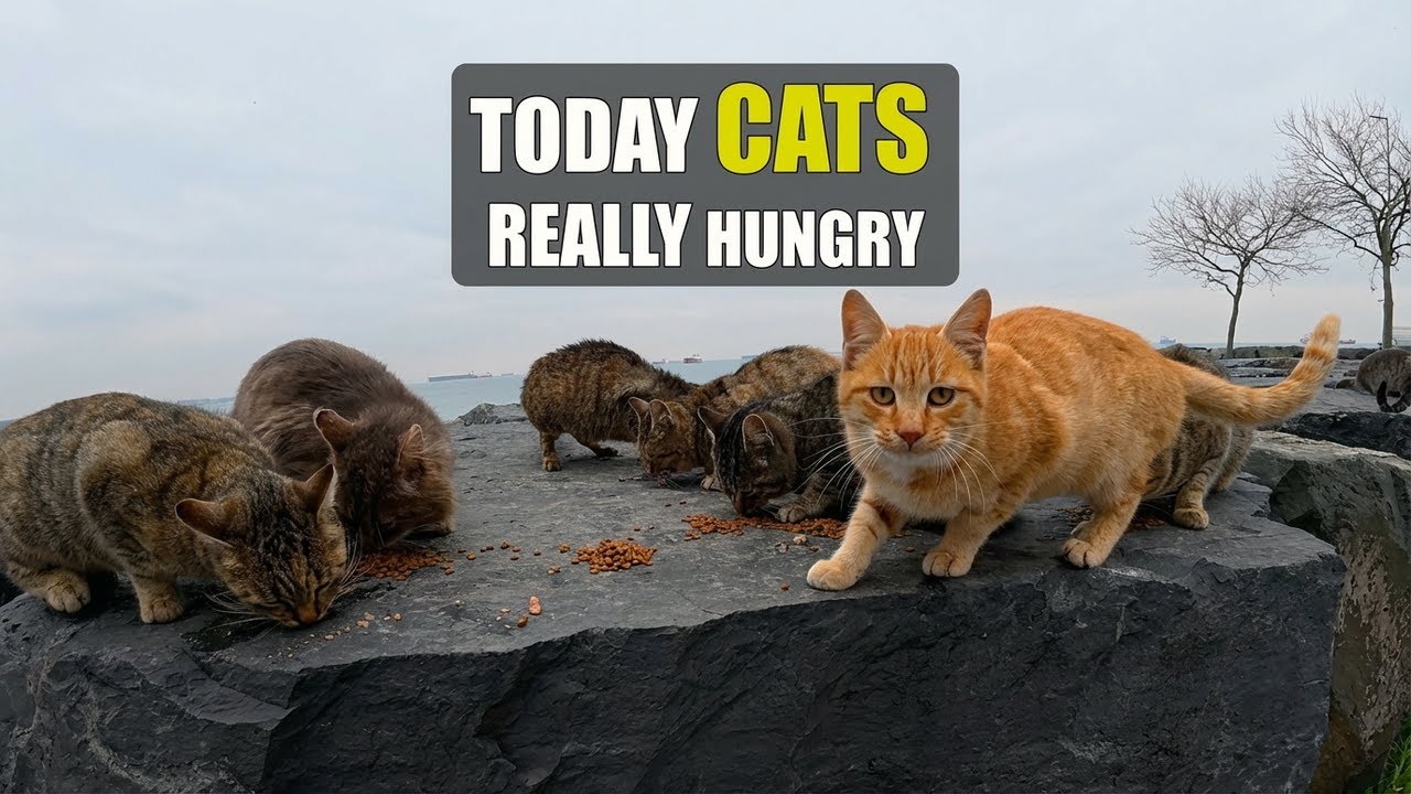 Помощь бездомным кошкам в выживании зимой