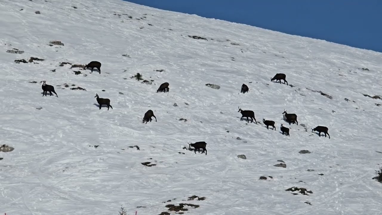 161 3/5 Chamois herd near Chasseron VD CH (phone decided to record in 720p sad)