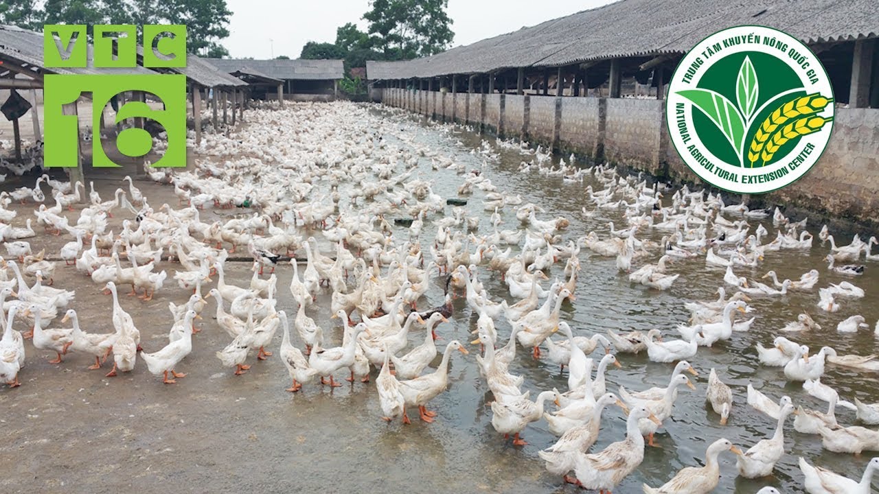 Thu tiền tỷ từ nghề nuôi vịt đẻ | VTC16