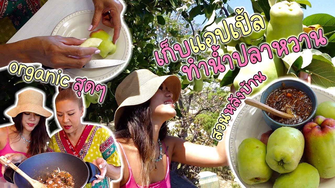 เก็บแอปเปิ้ล ทำน้ำปลาหวาน!?