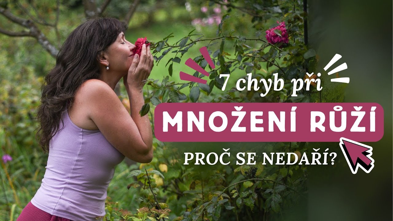 7 nejčastějších chyb při množení růží. Proč se nedaří?