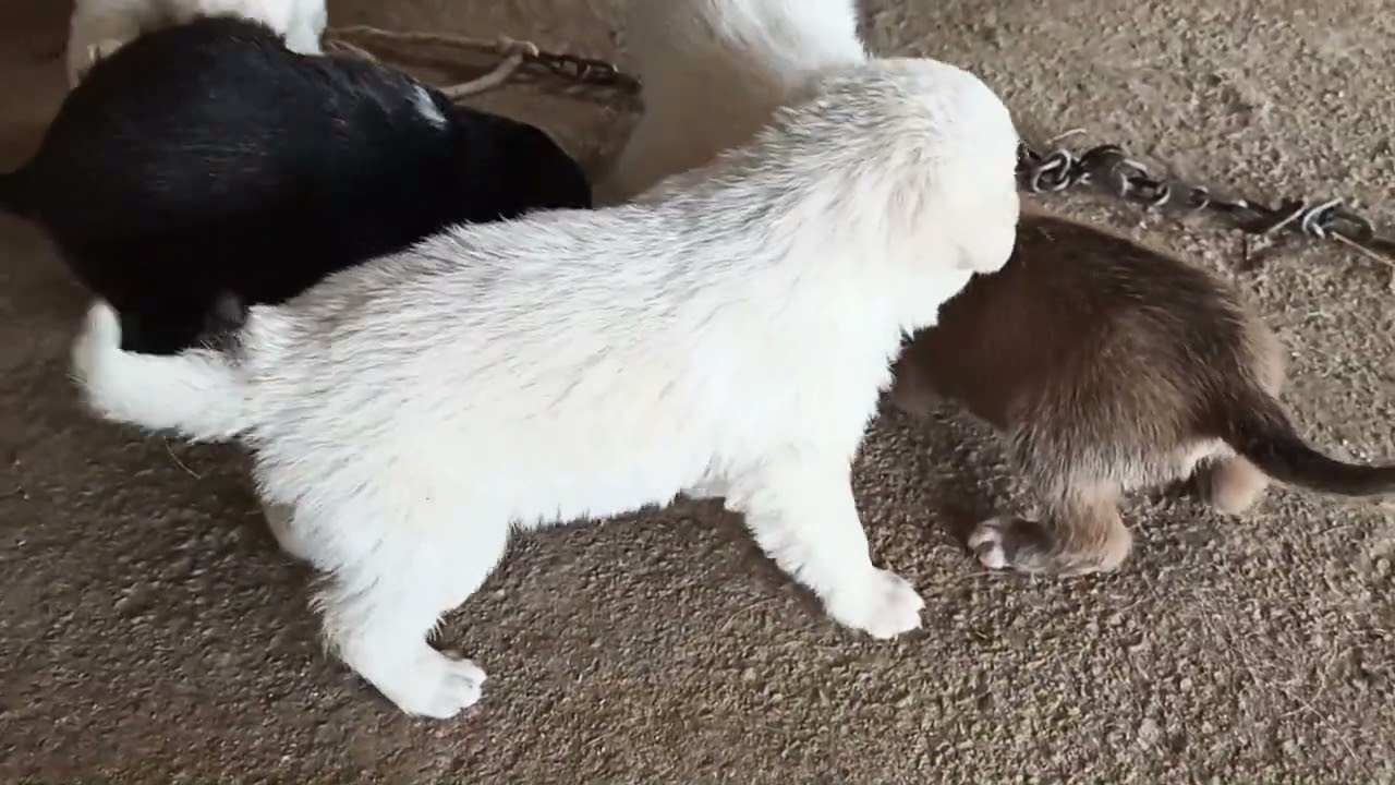 cuccioli da 13 a 25 giorni