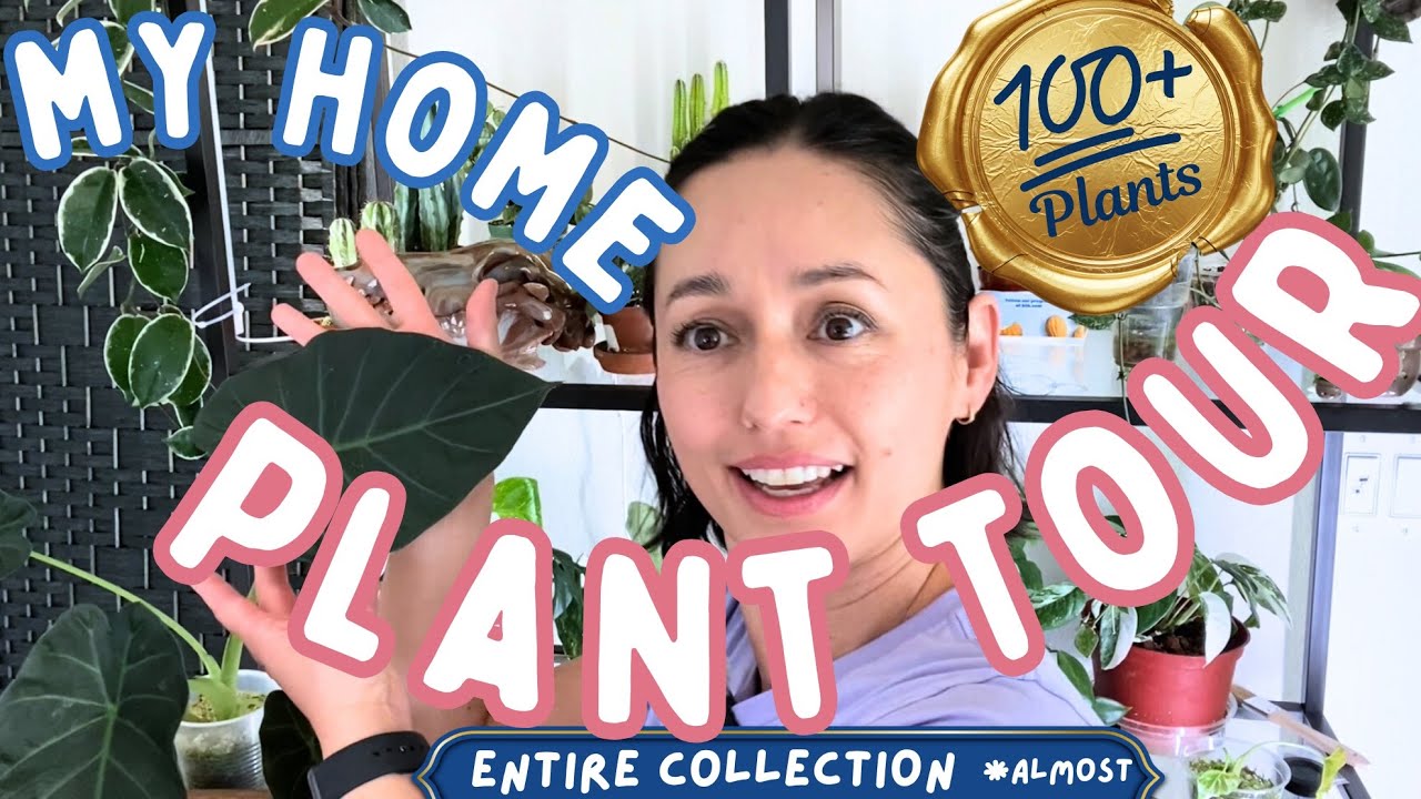 100+ plants in my home plant tour + 3 brand new plants
