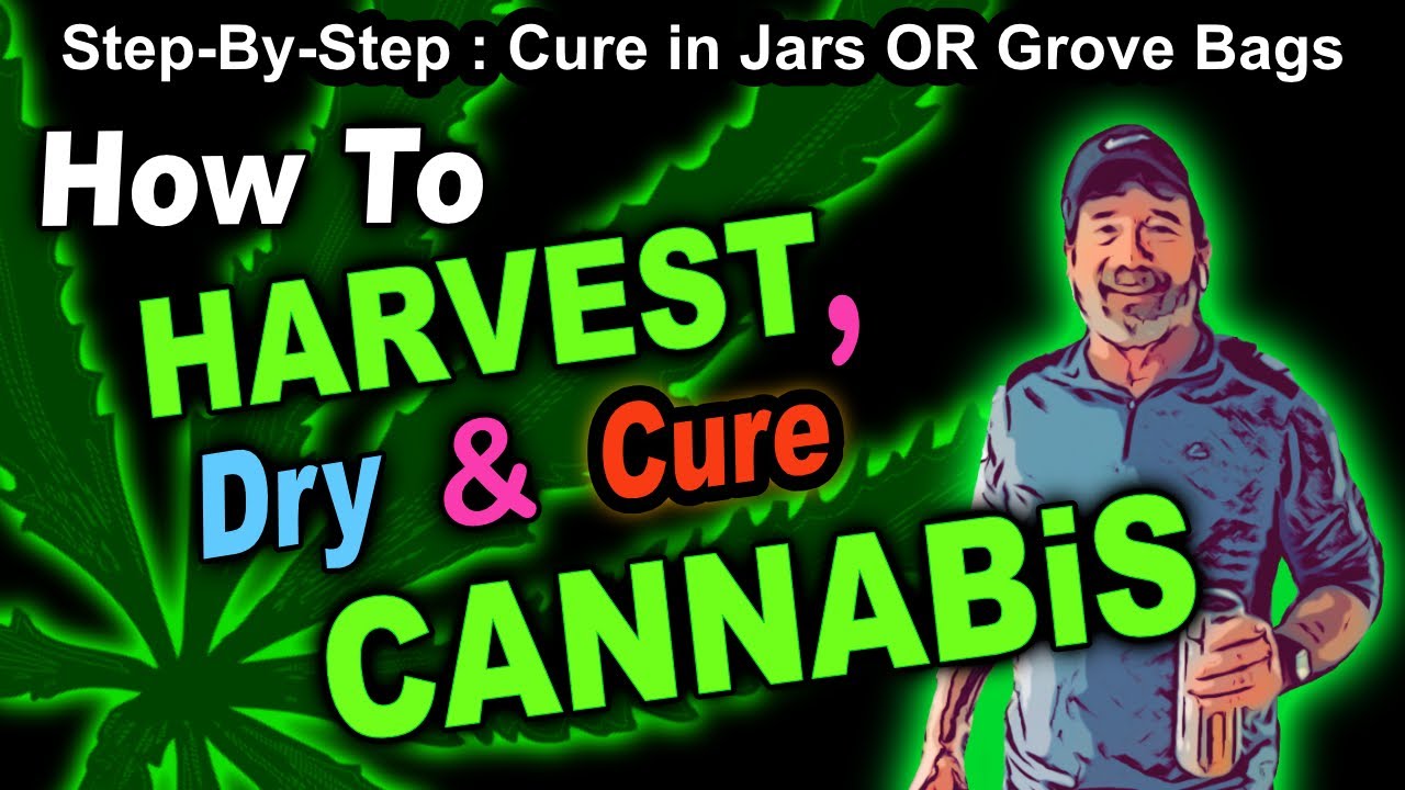 How To Harvest Cannabis, Cut, Hang, Dry,  Trim & Cure Cannabis in Jars or Grove Bags - Step By Step!