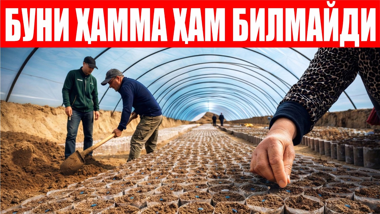Тарвуз кўчати тайёрлашда Кўкдала тажрибаси!