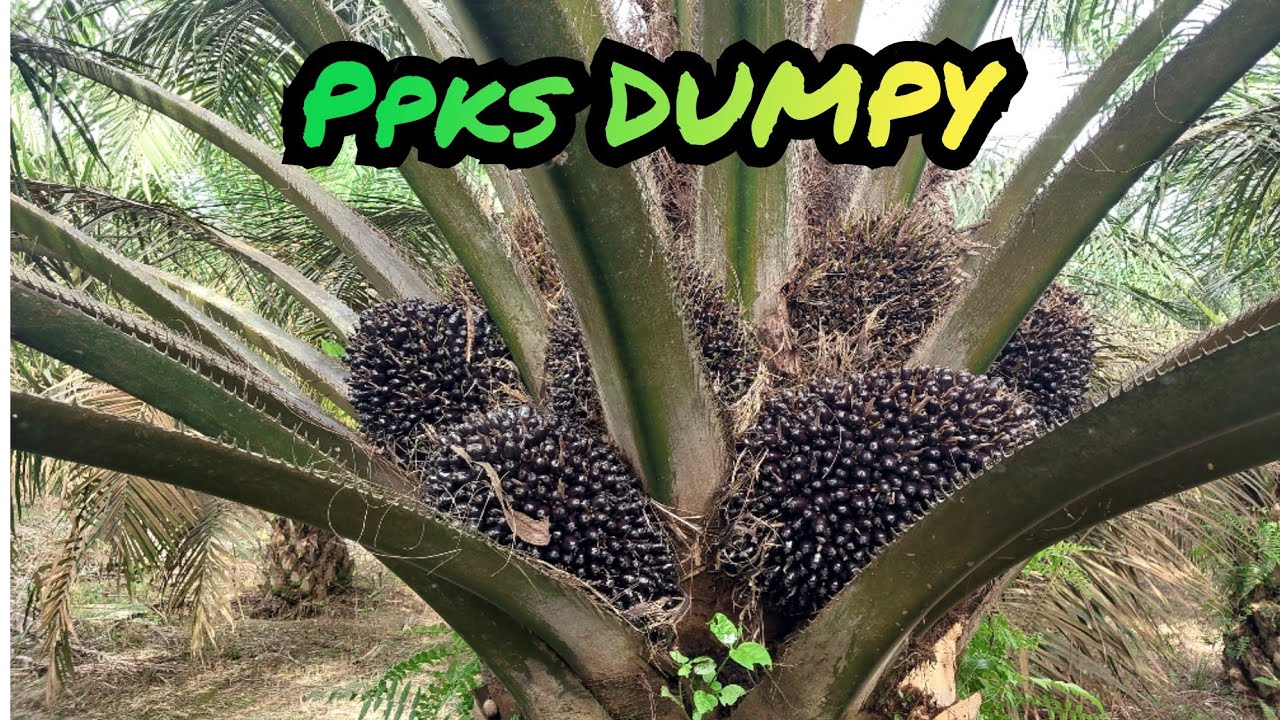 sawit ppks dumpy || umur 7 tahun