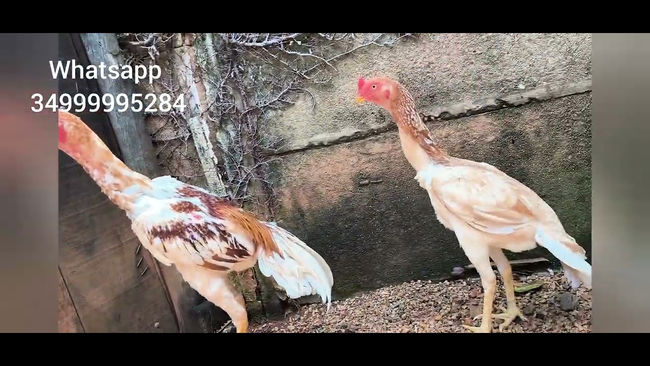 Galo Índio Puro Coromandel #210 👑🐔