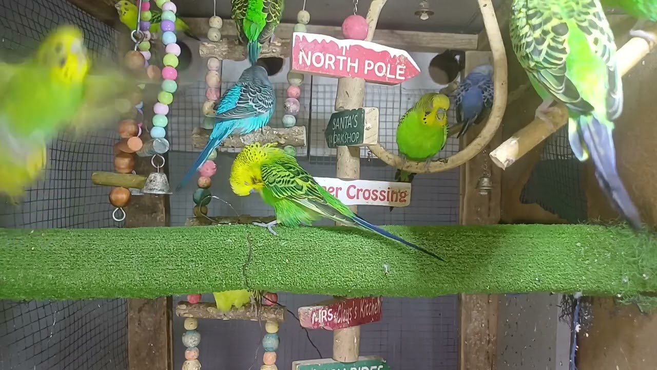 You can never get bored with this parrot 😄