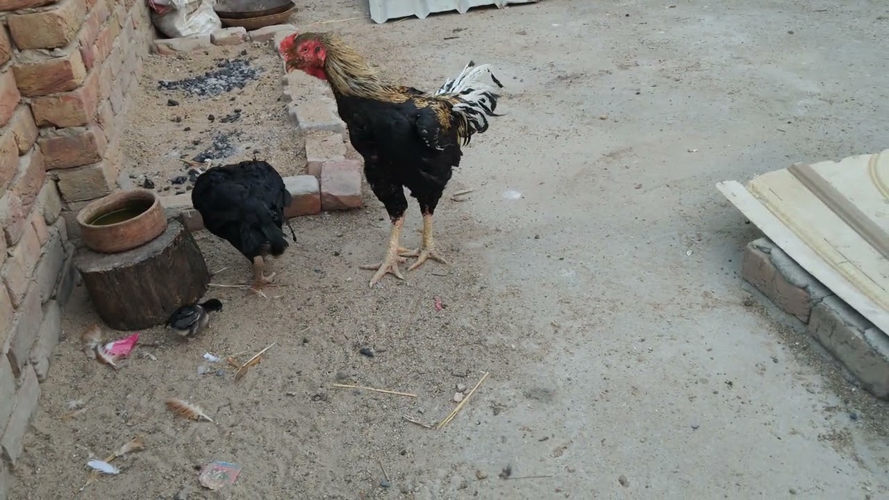 new ashlil chicks aseel birds aseel baby#aseelmurga #youtubeshorts 