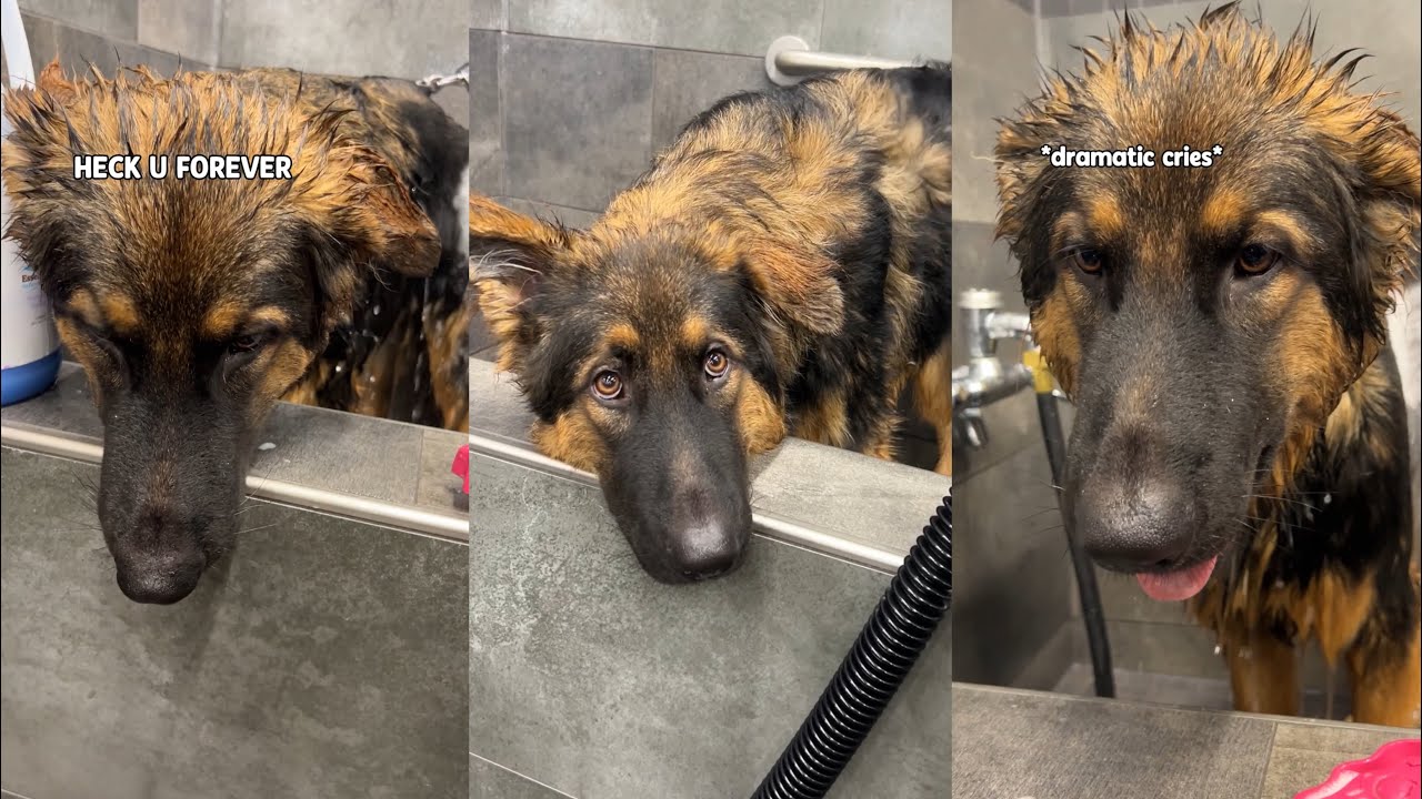 Bathing My Dramatic German Shepherd