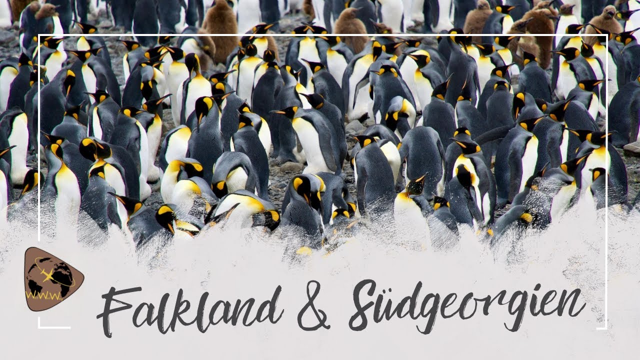 Antarktis Expedition Teil 1 - Südgeorgien & Falkland Inseln
