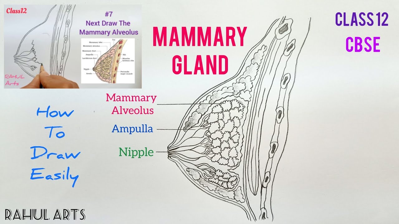How To Draw Mammary Gland Diagram | Diagram Of Mammary Gland | Class 12 | Biology ; CBSE