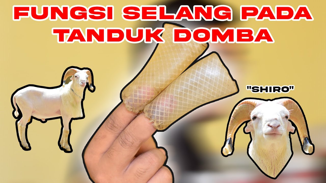 TANDUK DOMBA PAKAI SELANG, UNTUK APA??