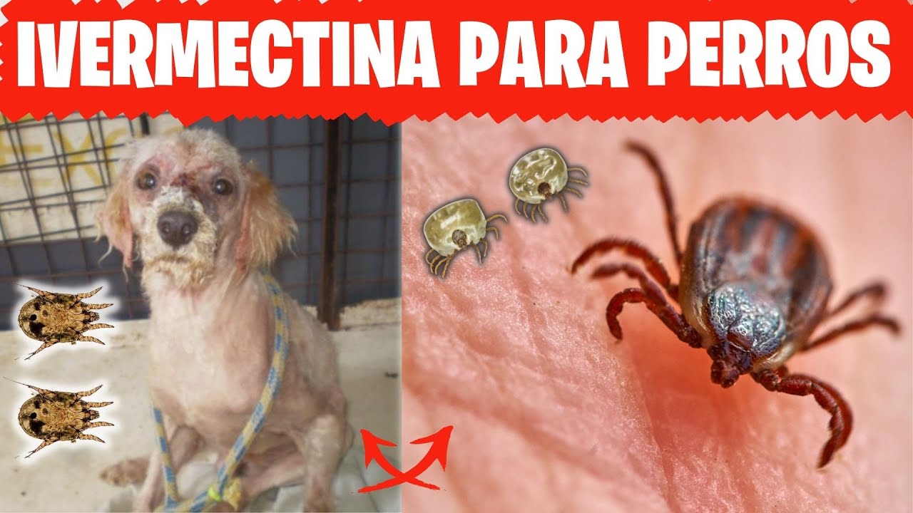 🛑IVERMECTINA para la SARNA en PERROS y Garrapatas⏩ Como usar Correctamente la Ivermectina en Perros✅