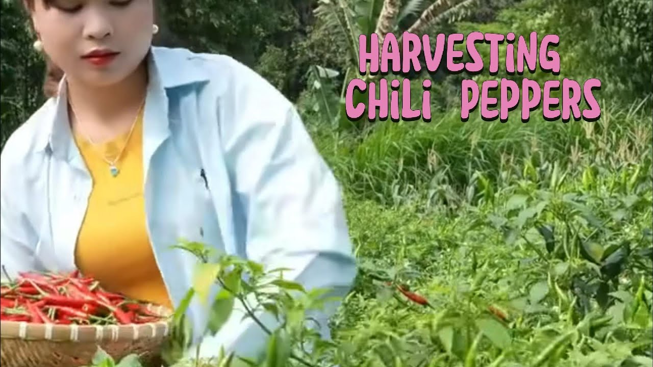 Harvesting Chili Peppers in a Hillside Garden | Human & Nature