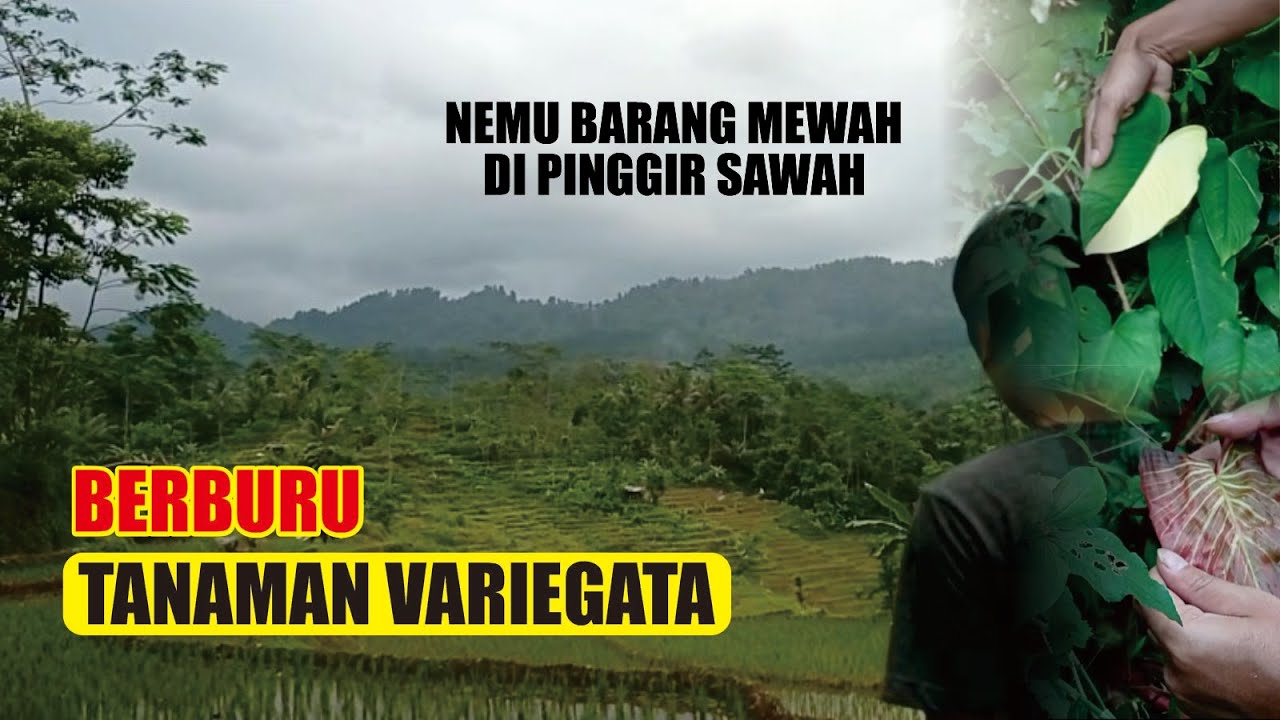 Berburu Tanaman Hias Variegata | Ketemu Barang Mewah Di Pinggir Sawah