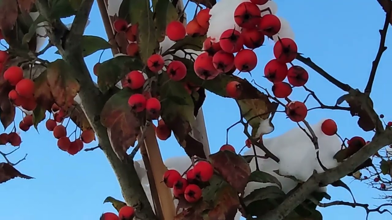 Ertingen, 22 November 2024 #ertingen