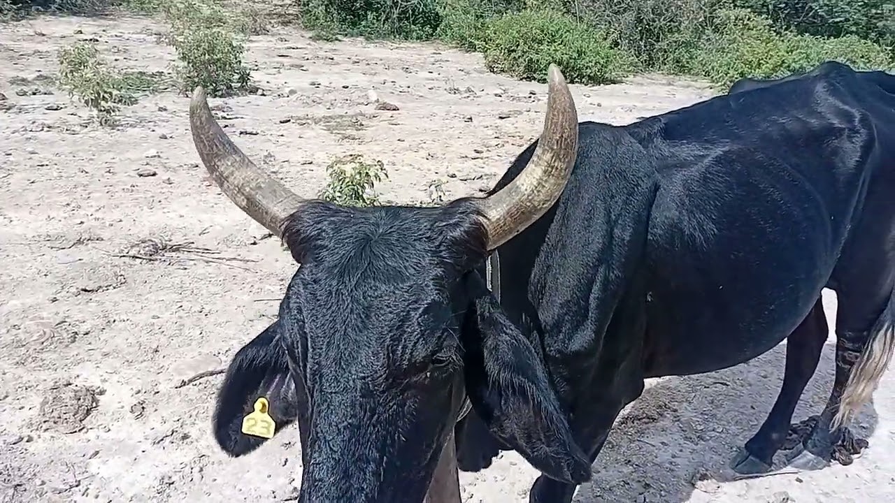 COLOCANDO SAL PARA O GADO NO SITIO DO DOIS RIACHO #🐴