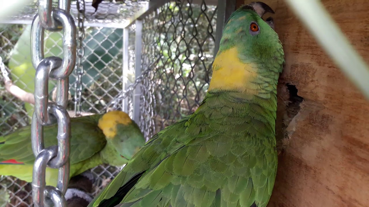 Yellow Naped Amazons breeding behaviours.