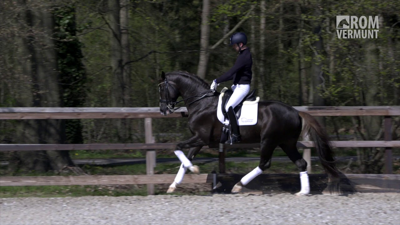 Ferguson (Floriscount x Lauries Crusador)