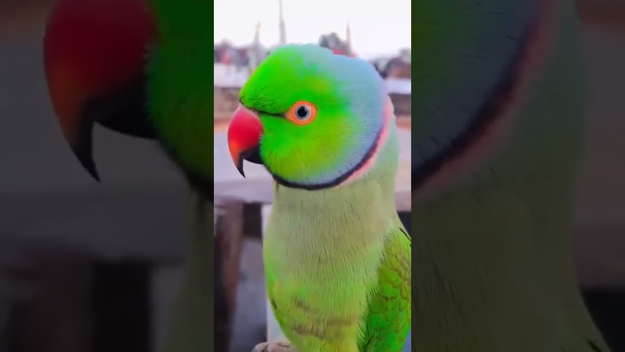 #shortvideo #parrot #birddogtv #animaldog #funny #dogtv #dogbreeds #talkingparrot #petstv