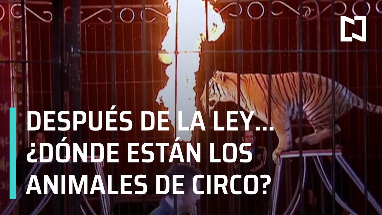 Prohibición de animales en circos; ¿dónde están los animales? - En Punto con Denise Maerker