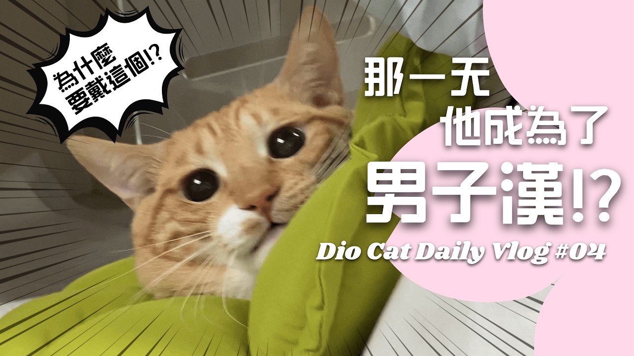 Dio成為男子漢的一天🐾｜DIO貓日記