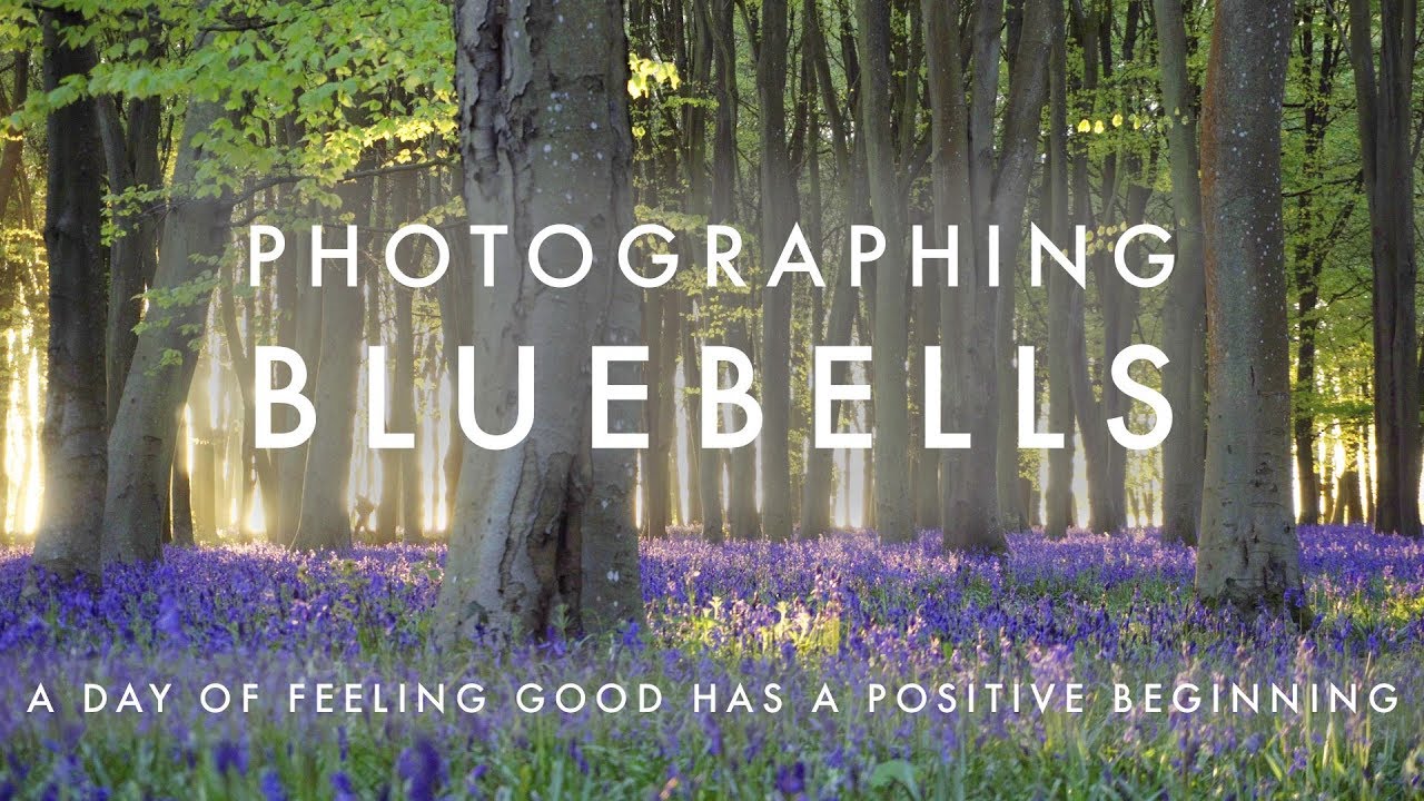 Bluebell Photography - A Good Start For Mental Wellbeing