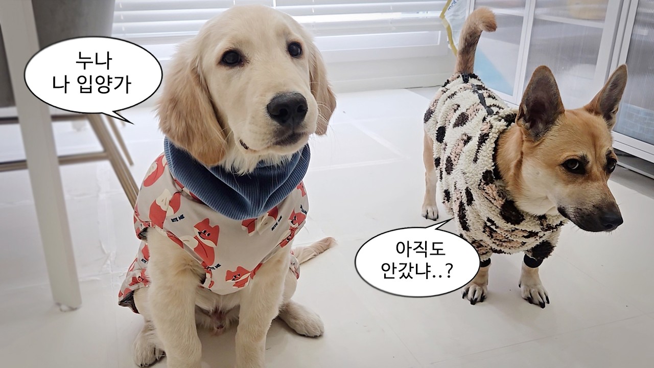 입양 가기전 마지막 영상이에요