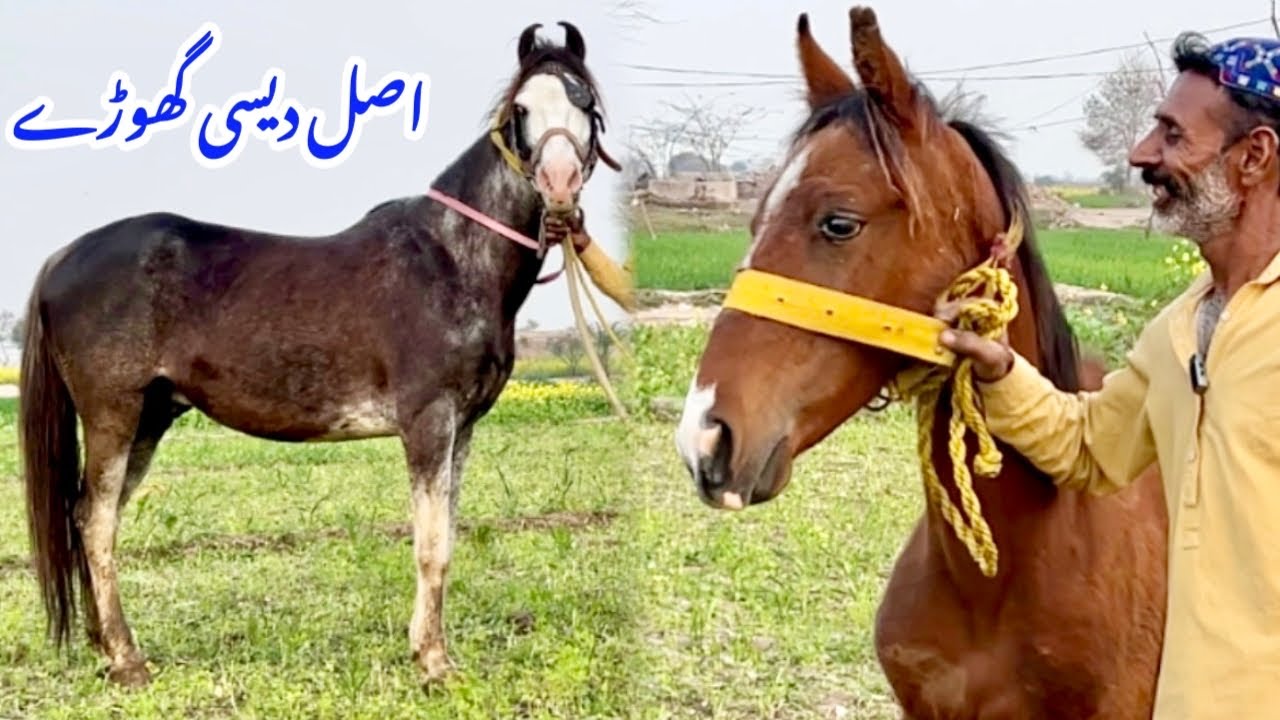 Beautiful Desi Horses For Sale In Jhang Pakistan 