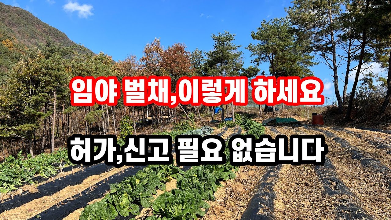 임야 100% 활용법, 밭 같은 임야 만들기~시골땅 임야개발 임야매매 꿀 팁