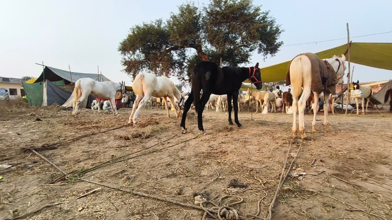 सोर मेले में आया बहुत ही ज्यादा माल सोरों मेले में बहुत खरीददार पंजाब से आए मान लेना सौरव मेला 🐎👍😭👍👍