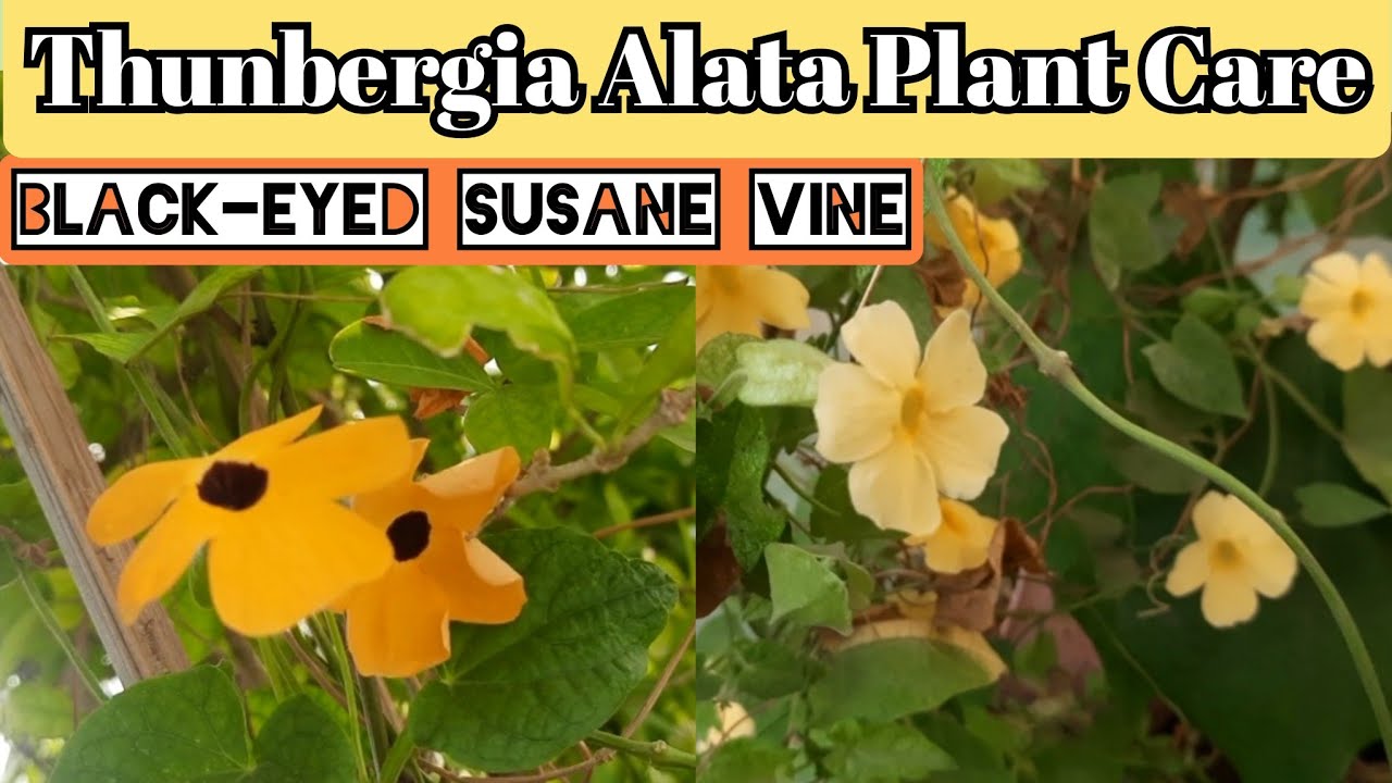 Thunbergia Alata plant care and propagation, Black-eyed Susane vine, shade loving flowering plant