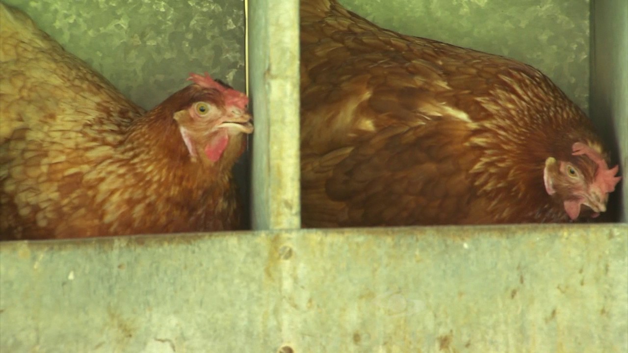 Acondicionamiento de la gallina lohman brown | La Finca de Hoy