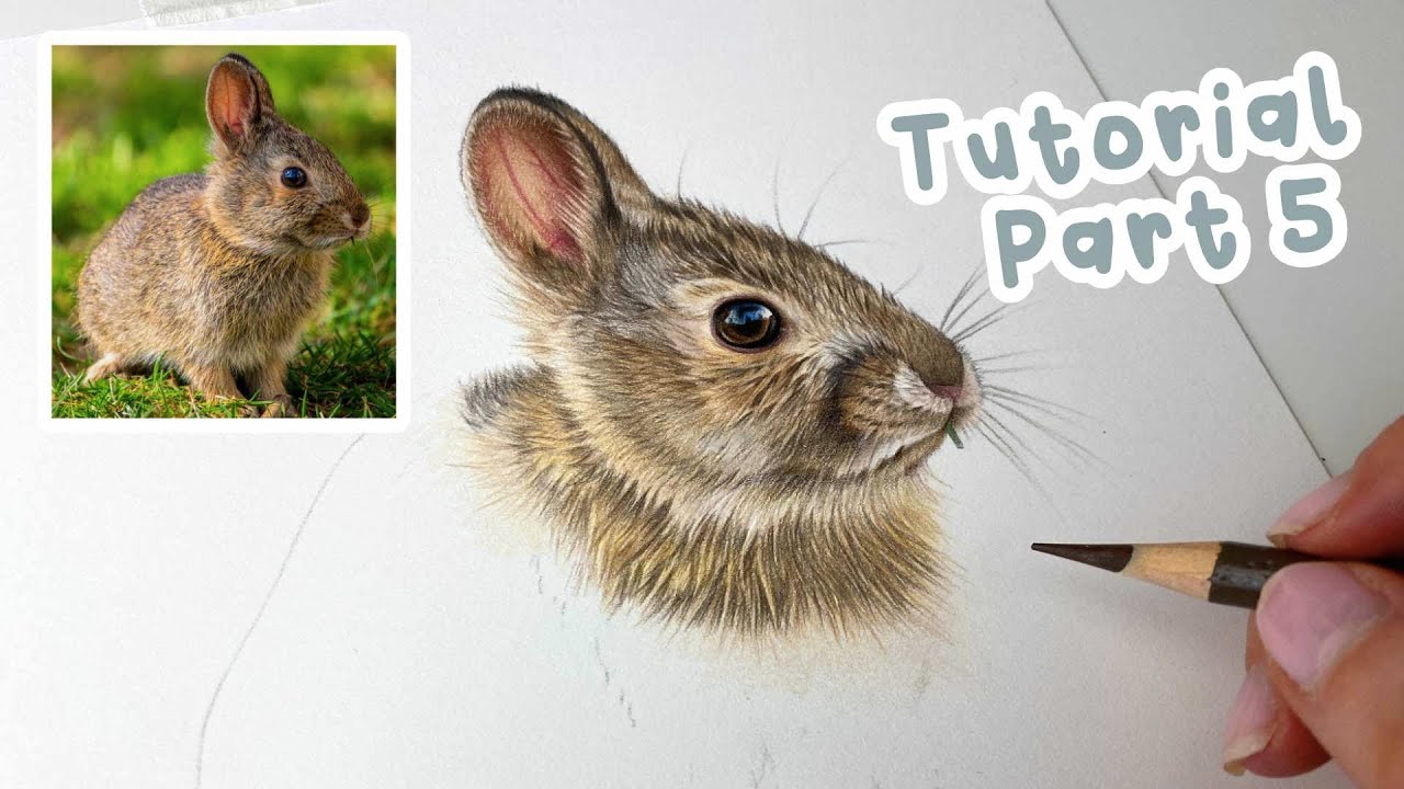 How to Draw a Realistic Bunny Rabbit | Bunny Rabbit Coloured Pencil Tutorial Part 5
